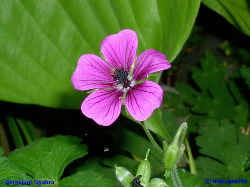 Geranium 'Syabru'